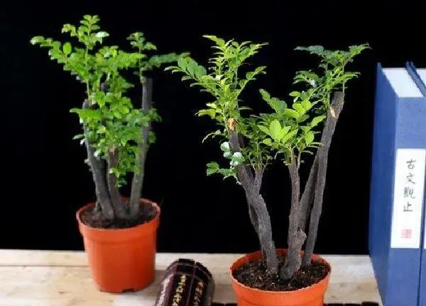 植物移栽|小叶紫檀什么时候换盆最好 换盆季节与养护事项