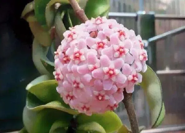 养殖科普|球兰戴维德勤花吗