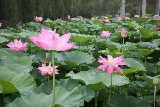 开花时间|家养莲花什么时候开花 开花月份与季节