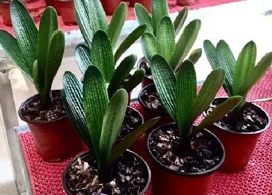 植物虫害|君子兰花长虫子怎么办