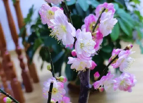 花语|什么花的花语是未来