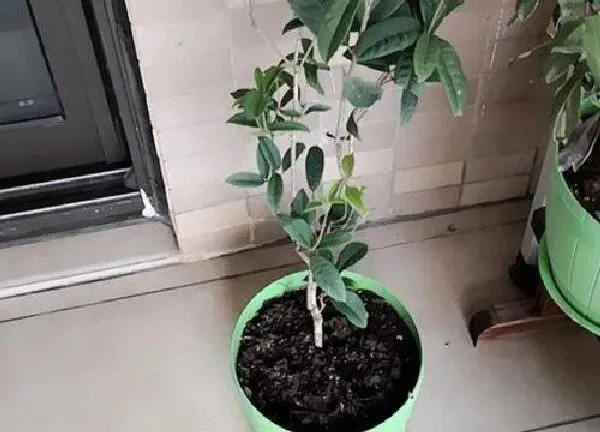 植物浇水|桂花几天浇一次水 春夏秋冬各不同