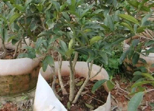 养殖科普|香樟树可以种在花盆里吗