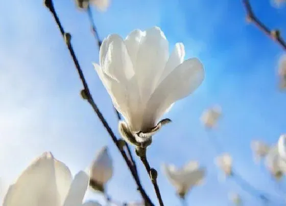 花卉百科|三月开的花有哪些图片 三月花期的花有哪些