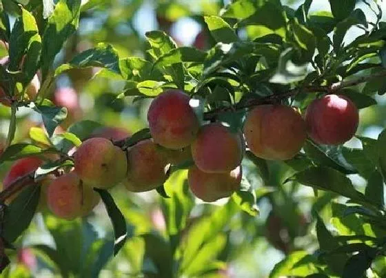 种植位置|家里可以种李子树吗