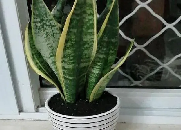 植物移栽|夏季虎皮兰换盆注意事项