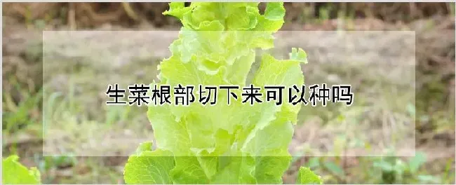 生菜根部切下来可以种吗 | 养殖技术