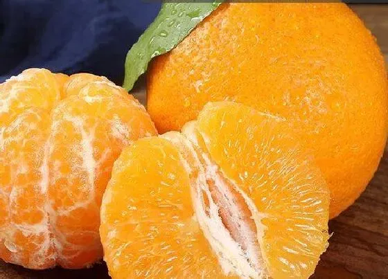 食用常识|丑橘含糖量高吗