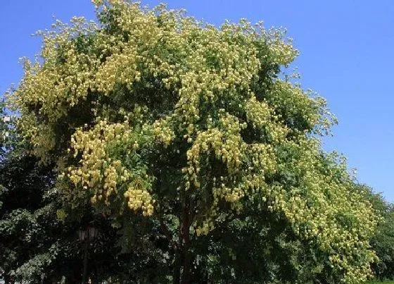 掉叶子|栾树冬天落叶吗