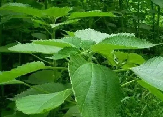 植物排行|带麻字的植物有哪些