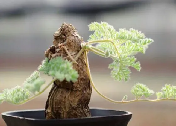 植物百科|羽叶洋葵什么时候休眠