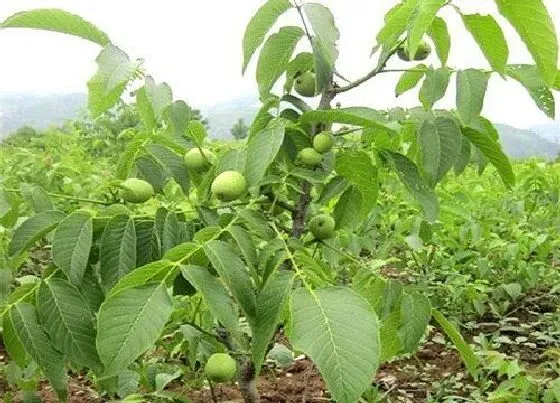 植物排行|核桃树苗什么品种最好