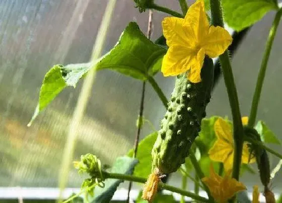 植物修剪|黄瓜怎么剪枝 剪枝和掐尖方法