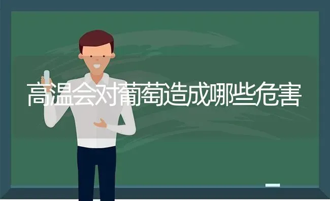 高温会对葡萄造成哪些危害 | 瓜果种植