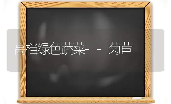 高档绿色蔬菜--菊苣 | 蔬菜种植