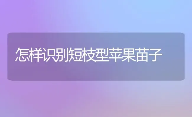 怎样识别短枝型苹果苗子 | 瓜果种植