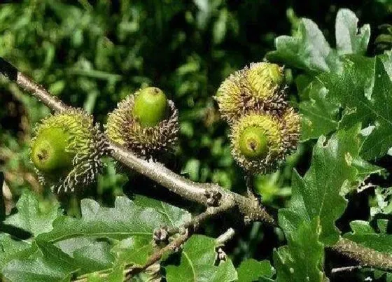 植物排行|喜光植物有哪些