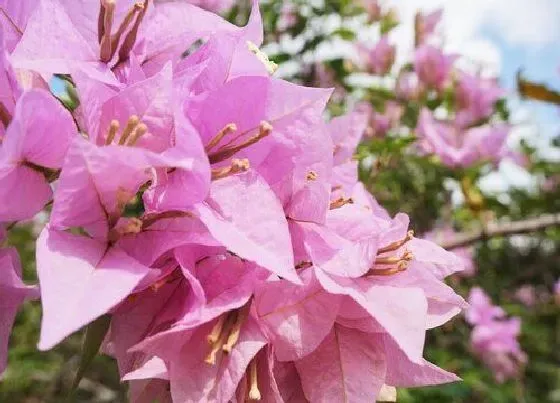 植物繁殖|三角梅怎么繁殖方法和注意事项