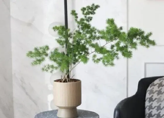 植物修剪|澳洲杉盆景怎么修剪方法