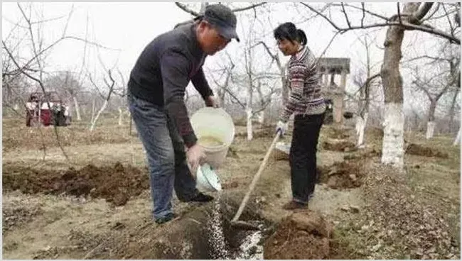 复合肥的使用要点有哪些？ | 种植施肥