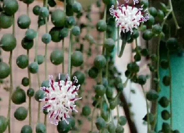 养殖科普|多肉植物会开花吗 多肉的花长什么样子图片