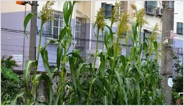 高粱甘蔗种植管理技术 | 耕种资料