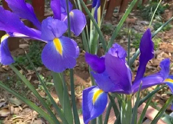 植物病害|鸢尾花叶病症状及防治方法