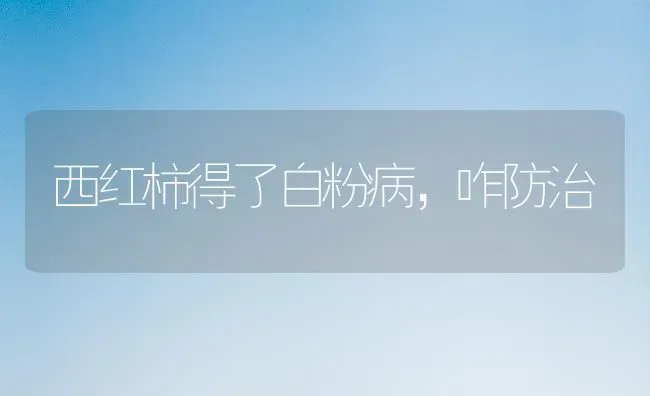 西红柿得了白粉病，咋防治 | 蔬菜种植