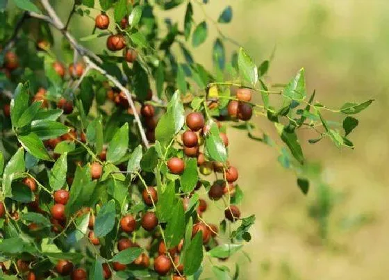 植物种类|棘树是什么树 属于灌木科木本植物