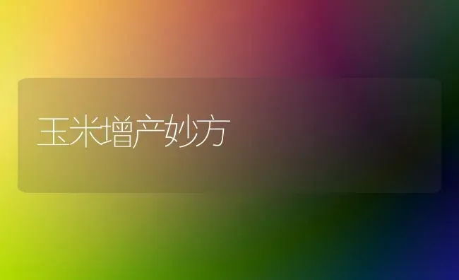 玉米增产妙方 | 粮油作物种植