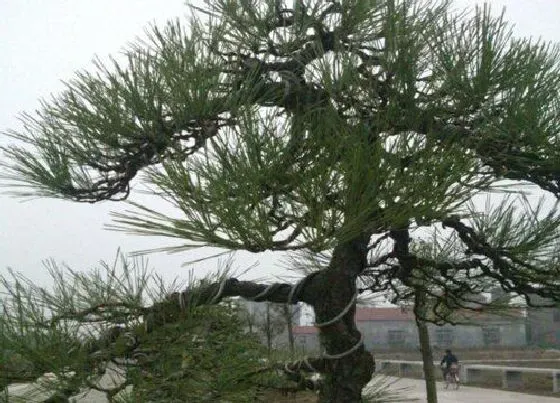 种植土壤|黑松盆景配土方法与种植土壤
