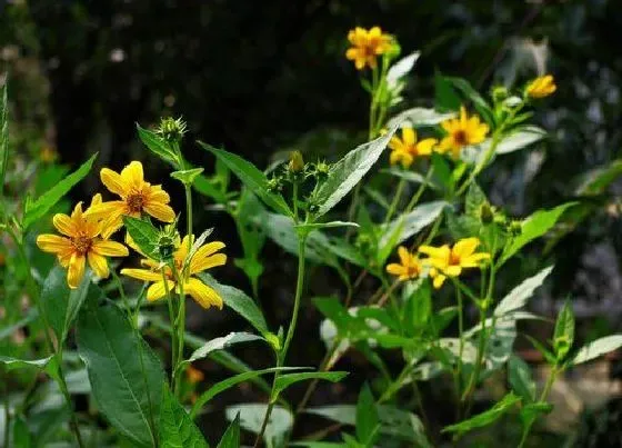 种植管理|洋姜几月份种植合适