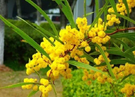 植物百科|相思树又叫什么树