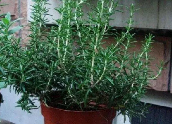 植物扦插|迷迭香怎样扦插繁殖
