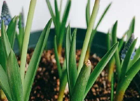 种植土壤|风信子可以种在土里吗