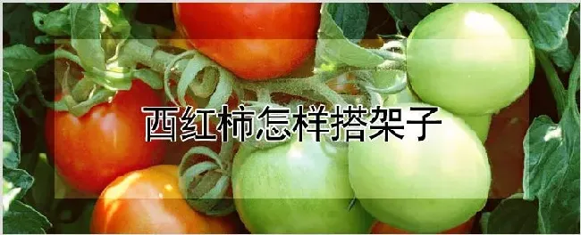 西红柿怎样搭架子 | 耕种资料