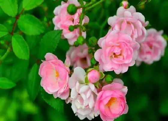 颜色花|啬微花是什么颜色的
