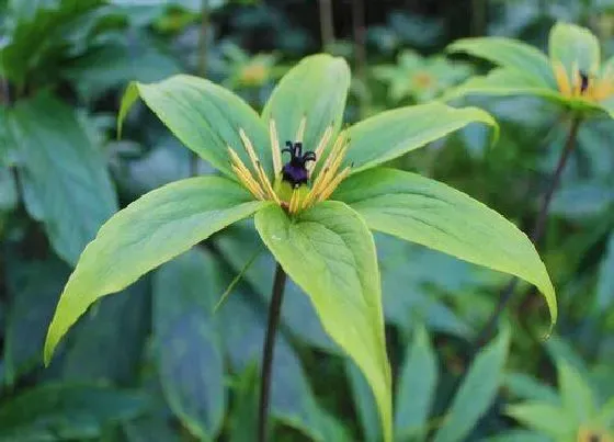 种植管理|重楼种植时间与生长周期