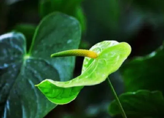 植物寓意|象征蒸蒸日上的植物有哪些