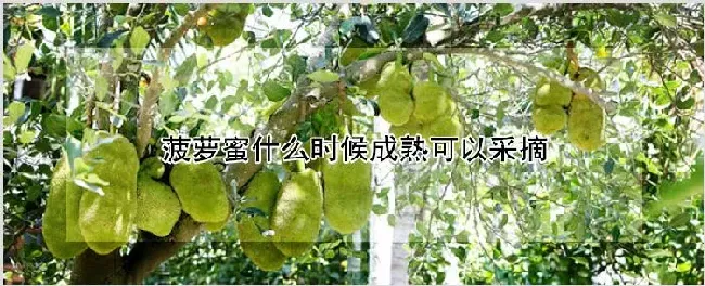 菠萝蜜什么时候成熟可以采摘 | 农业技术