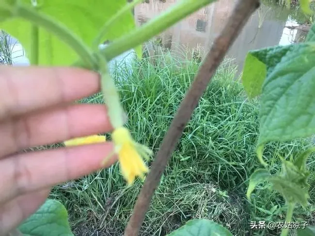 植物育苗|黄瓜的种子怎么育苗，黄瓜种子种植方法与步骤）