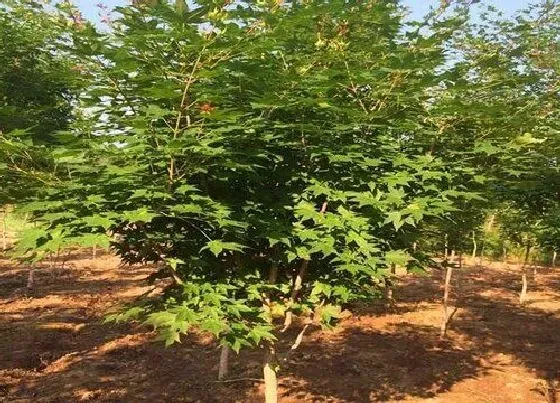 种植管理|五角枫耐涝吗