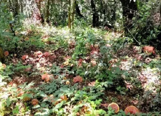 植物百科|肉灵芝生长在什么地方