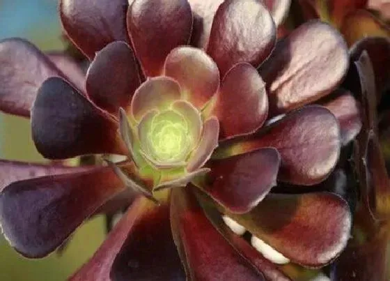 种植土壤|紫羊绒配土方法与种植土壤