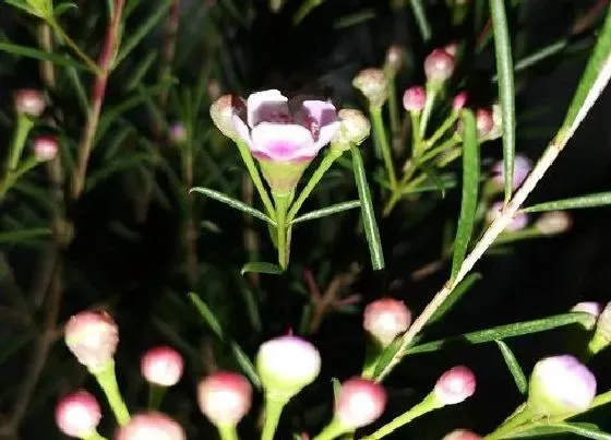 植物种类|梅花是植物吗 属于什么类型植物