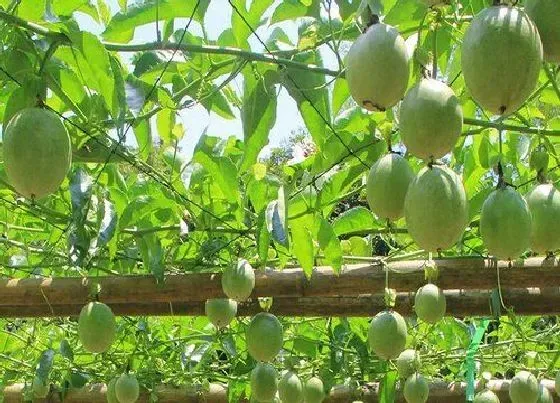 植物产地|百香果原产地在哪里