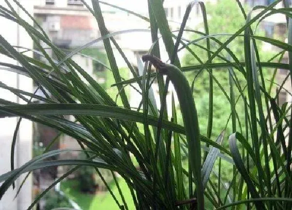 植物浇水|兰草花多久浇一次水