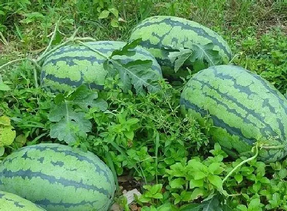 种植管理|西瓜摘心时间 摘心方法及步骤图解