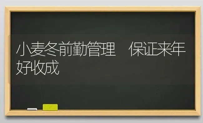 小麦冬前勤管理 保证来年好收成 | 粮油作物种植