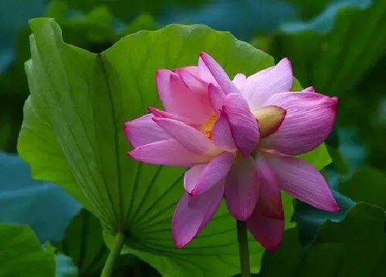 植物毒性|并头莲有毒吗 可以放在室内养吗